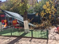 В Краснодаре упавшим деревом убило воспитанницу детского сада