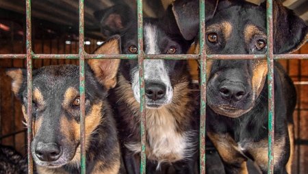Общественники призвали власти Кабардино-Балкарии обеспечить контроль над безнадзорными животными