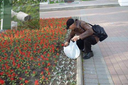 На новой клумбе в Ессентуках высадят экзотические цветы и установят камеры