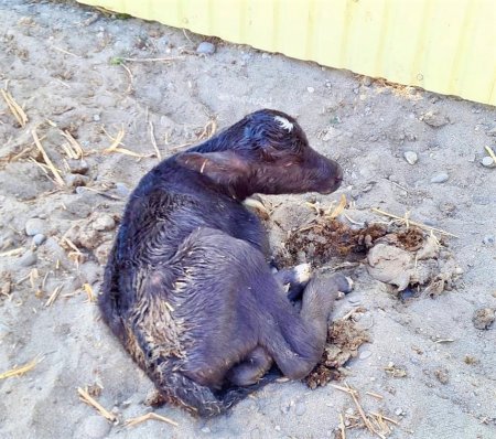 В колхозном зооуголке станицы Галюгаевской родился буйволёнок