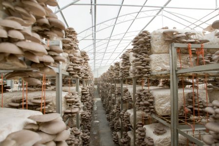 Производителям грибов на Ставрополье обнулят налог на прибыль