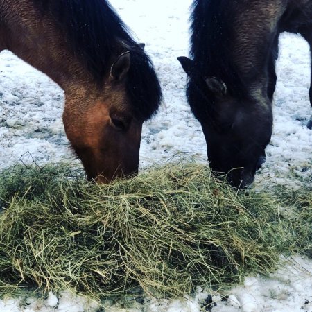 В Ессентуках новогодние елки станут  лакомством для коней