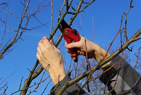 На Ставрополье возросла потребность в профессиональных обрезчиках плодовых деревьев