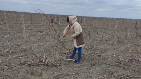 Порядка 200 га виноградников заложат на Ставрополье в этом году