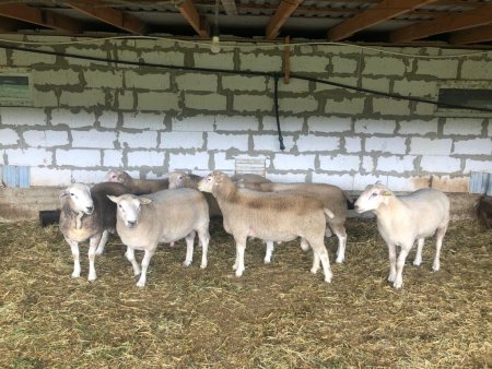 На Ставрополье вывели породу овец с мраморным мясом