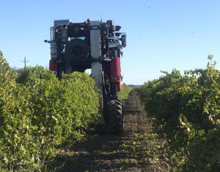 Ставропольские виноградари переходят на механизированный сбор урожая