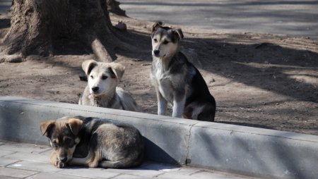 "Горячую линию" по вопросу бездомных животных открыли в Ессентуках