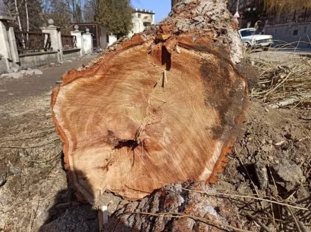 На жительницу Кисловодска возбудили уголовное  дело за вырубку деревьев