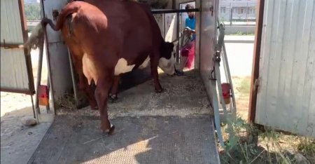«Штрафстоянку» для коров и лошадей открыли в Кисловодске