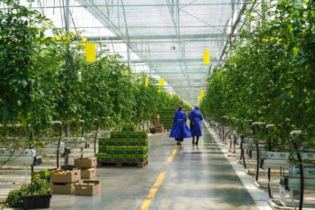 300 тонн томатов собрали овощеводы агрокомплекса «Сунжа» с начала 2023 года