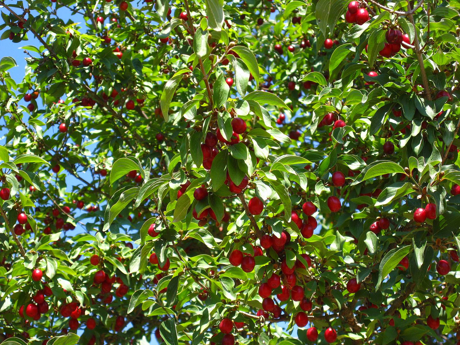 Черешня урожайность. Дерево вишни и черешни. Podbelskaya вишня.