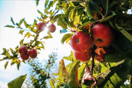 Инвестпроект по созданию яблоневого сада в Чеченской Республике принес первый богатый урожай