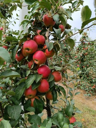 В Минераловодском округе идёт сбор урожая яблок